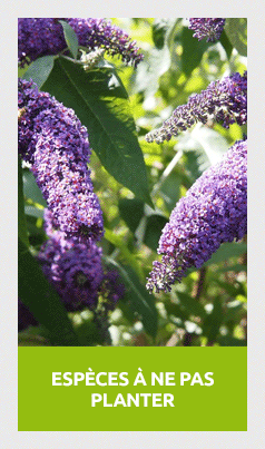 Buddleia