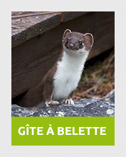 belette