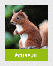 ecureuil