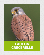 faucon1
