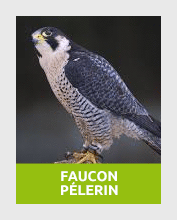 faucon2