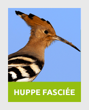 huppe