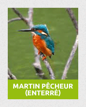 martin2