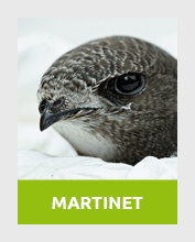 martinet