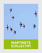 martinet2